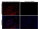 Progesterone Receptor Antibody in Immunohistochemistry (Paraffin) (IHC (P))