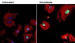 Phospho-Rb (Ser608) Antibody