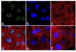 Phospho-Rb (Ser608) Antibody