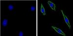 CD56 Antibody in Immunocytochemistry (ICC/IF)