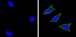 CD56 Antibody in Immunocytochemistry (ICC/IF)