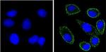 CD56 Antibody in Immunocytochemistry (ICC/IF)