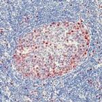 Cyclin D3 Monoclonal Antibody (DCS-22)