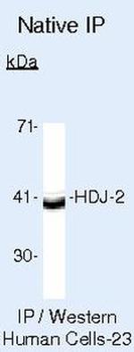 HDJ2 Antibody in Immunoprecipitation (IP)