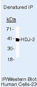 HDJ2 Antibody in Immunoprecipitation (IP)