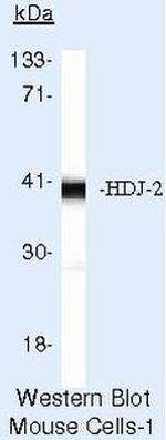 HDJ2 Antibody in Western Blot (WB)