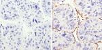 AFP Antibody in Immunohistochemistry (Paraffin) (IHC (P))