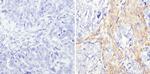 AFP Antibody in Immunohistochemistry (Paraffin) (IHC (P))