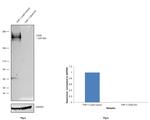 CD45 Antibody in Western Blot (WB)