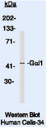 GNAI1 Antibody in Western Blot (WB)