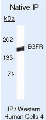 EGFR Antibody in Immunoprecipitation (IP)