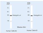NRG1 Antibody in Western Blot (WB)