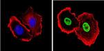 Ku80 Antibody in Immunocytochemistry (ICC/IF)