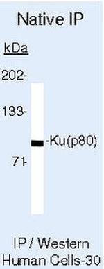 Ku80 Antibody in Immunoprecipitation (IP)