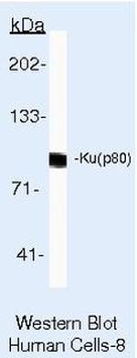 Ku80 Antibody in Western Blot (WB)