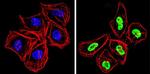 Ku70/Ku80 Antibody in Immunocytochemistry (ICC/IF)