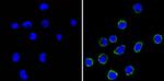 CD99 Antibody in Immunocytochemistry (ICC/IF)