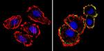 ErbB2 (HER-2) Antibody in Immunocytochemistry (ICC/IF)