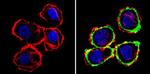 ErbB2 (HER-2) Antibody in Immunocytochemistry (ICC/IF)