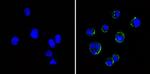 ICAM-1 Antibody in Immunocytochemistry (ICC/IF)
