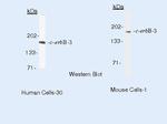 ErbB3 Antibody in Western Blot (WB)