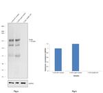 ErbB3 Antibody