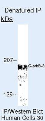 ErbB3 Antibody in Immunoprecipitation (IP)