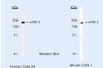 ErbB3 Antibody in Western Blot (WB)