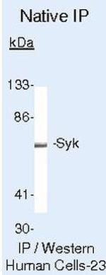 Syk Antibody in Immunoprecipitation (IP)