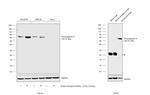 Chromogranin A Antibody in Western Blot (WB)