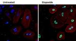 Ku70 Antibody