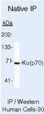Ku70 Antibody in Immunoprecipitation (IP)