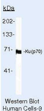 Ku70 Antibody in Western Blot (WB)