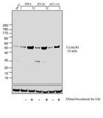 Cyclin B1 Antibody