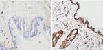 Cytokeratin Pan Type I/II Antibody in Immunohistochemistry (Paraffin) (IHC (P))