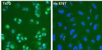 Estrogen Receptor alpha Antibody