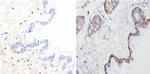 Cytokeratin Pan Antibody in Immunohistochemistry (Paraffin) (IHC (P))