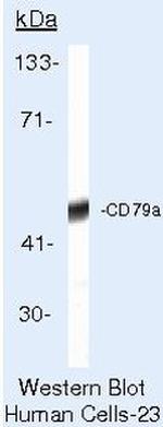 CD79a Antibody in Western Blot (WB)