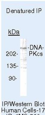 DNA-PK Antibody in Immunoprecipitation (IP)
