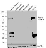 EGFR Antibody in Western Blot (WB)