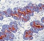 CA19-9 Antibody in Immunohistochemistry (Paraffin) (IHC (P))