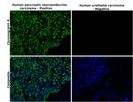 Chromogranin A Antibody in Immunohistochemistry (Paraffin) (IHC (P))