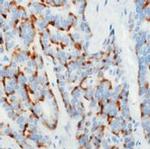Chromogranin A Antibody in Immunohistochemistry (Paraffin) (IHC (P))