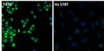 Estrogen Receptor alpha Antibody