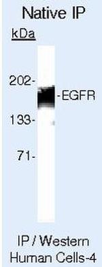 EGFR Antibody in Immunoprecipitation (IP)