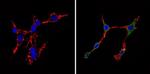 CDK6 Antibody in Immunocytochemistry (ICC/IF)