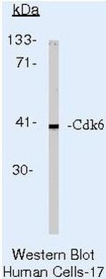 CDK6 Antibody in Western Blot (WB)
