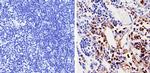 Cdk6 Antibody in Immunohistochemistry (Paraffin) (IHC (P))