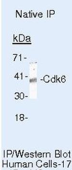 CDK6 Antibody in Immunoprecipitation (IP)