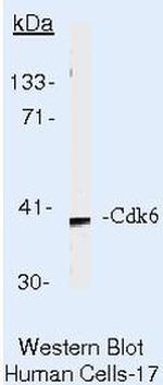 CDK6 Antibody in Western Blot (WB)